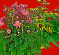 Penny  Anemonen oder Rudbeckien-Mix