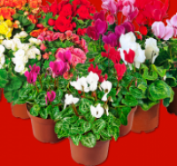 Penny  Begonie oder Cyclamen-Mix