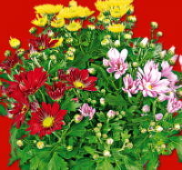 Penny  Chrysanthemen