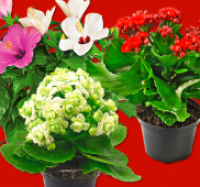 Penny  Kalanchoe