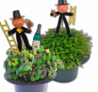 Penny  Gl&uuml;cksklee (Oxalis) oder Bubikopf (Helexine)