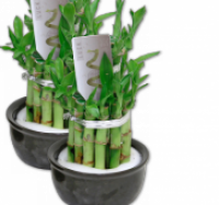 Penny  Lucky Bamboo Silvester