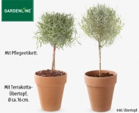 Aldi S&uuml;d  GARDENLINE&reg;Gew&uuml;rzst&auml;mmchen