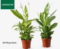 Aldi S&uuml;d  GARDENLINE&reg;Exotische Pflanze