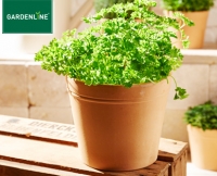 Aldi S&uuml;d  GARDENLINE&reg;Gew&uuml;rzkr&auml;uter im Terrakottatopf