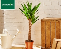 Aldi S&uuml;d  GARDENLINE&reg;Gr&uuml;npflanze