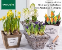 Aldi S&uuml;d  GARDENLINE&reg;Blumenzwiebeln im Korb