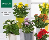 Aldi S&uuml;d  GARDENLINE&reg;Bl&uuml;hende Zimmerpflanze