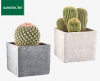 Aldi S&uuml;d  GARDENLINE&reg;Kaktee oder Sukkulente