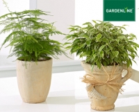 Aldi S&uuml;d  GARDENLINE&reg;Pflanzen-Mix in Trendkeramik