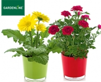 Aldi S&uuml;d  GARDENLINE&reg;Fr&uuml;hlingsbl&uuml;her im&nbsp;Glastopf