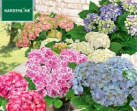 Aldi S&uuml;d  GARDENLINE&reg;Hortensie, Lizenz
