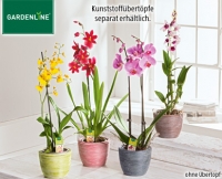Aldi S&uuml;d  GARDENLINE&reg;Orchidee