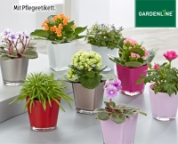 Aldi S&uuml;d  GARDENLINE&reg;Mini-Pflanze im Glastopf