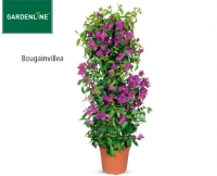 Aldi S&uuml;d  GARDENLINE&reg;Balkon- und Terrassenpflanze