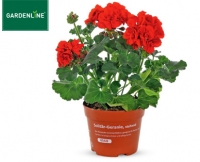 Aldi S&uuml;d  GARDENLINE&reg;Solit&auml;r-Geranie, stehend