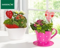Aldi S&uuml;d  GARDENLINE&reg;Pflanze zum Muttertag
