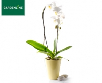 Aldi S&uuml;d  GARDENLINE&reg;Phalaenopsis Cascade