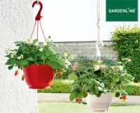 Aldi S&uuml;d  GARDENLINE&reg;Erdbeer-Ampelpflanze