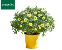 Aldi S&uuml;d  GARDENLINE&reg;Margeriten-Busch
