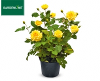 Aldi S&uuml;d  GARDENLINE&reg;Rose, exklusiv