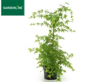 Aldi S&uuml;d  GARDENLINE&reg;Ahorn-Strauch