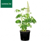 Aldi S&uuml;d  GARDENLINE&reg;Solit&auml;rstaude