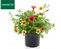 Aldi S&uuml;d  GARDENLINE&reg;Mini-Petunie