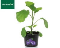Aldi S&uuml;d  GARDENLINE&reg;Gem&uuml;sepflanze