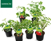 Aldi S&uuml;d  GARDENLINE&reg;Beerenstrauch