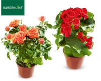 Aldi S&uuml;d  GARDENLINE&reg; Bl&uuml;hende Pflanze