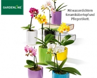 Aldi S&uuml;d  GARDENLINE&reg; Mini-Orchidee im Topf