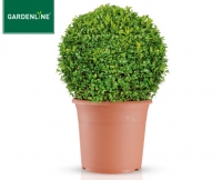Aldi S&uuml;d  GARDENLINE&reg;Buchsbaumkugel