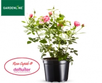 Aldi S&uuml;d  GARDENLINE&reg;Lizenz-Gartenrose