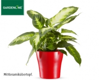 Aldi S&uuml;d  GARDENLINE&reg;Exotische Pflanze