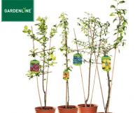 Aldi S&uuml;d  GARDENLINE&reg;Spalier- oder S&auml;ulenobst