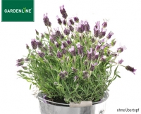 Aldi S&uuml;d  GARDENLINE&reg;Lavendel