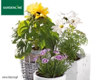 Aldi S&uuml;d  GARDENLINE&reg;Sommerblume
