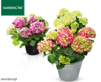 Aldi S&uuml;d  GARDENLINE&reg;Gartenhortensie