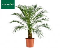 Aldi S&uuml;d  GARDENLINE&reg;Palme oder Bambus