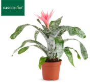 Aldi S&uuml;d  GARDENLINE&reg;Exotische Bl&uuml;hpflanze