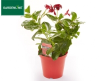 Aldi S&uuml;d  GARDENLINE&reg;Dipladenia