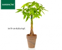 Aldi S&uuml;d  GARDENLINE&reg;Pflanzenrarit&auml;t