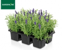 Aldi S&uuml;d  GARDENLINE&reg;Lavendel