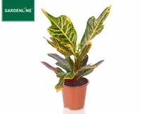 Aldi S&uuml;d  GARDENLINE&reg;Gr&uuml;npflanze