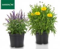 Aldi S&uuml;d  GARDENLINE&reg;Staudenmix