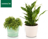 Aldi S&uuml;d  GARDENLINE&reg;Mediterrane Bl&uuml;h- und Gr&uuml;npflanze