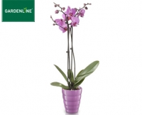 Aldi S&uuml;d  GARDENLINE&reg;Orchidee im Keramiktopf