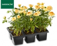 Aldi S&uuml;d  GARDENLINE&reg;Rosen im 6er-Tray