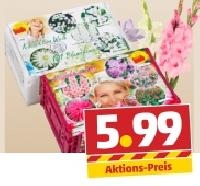 Penny  Blumenzwiebeln